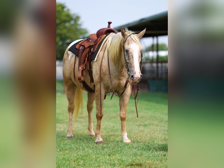 Pony of the Americas Merrie 6 Jaar 142 cm Palomino in Forney