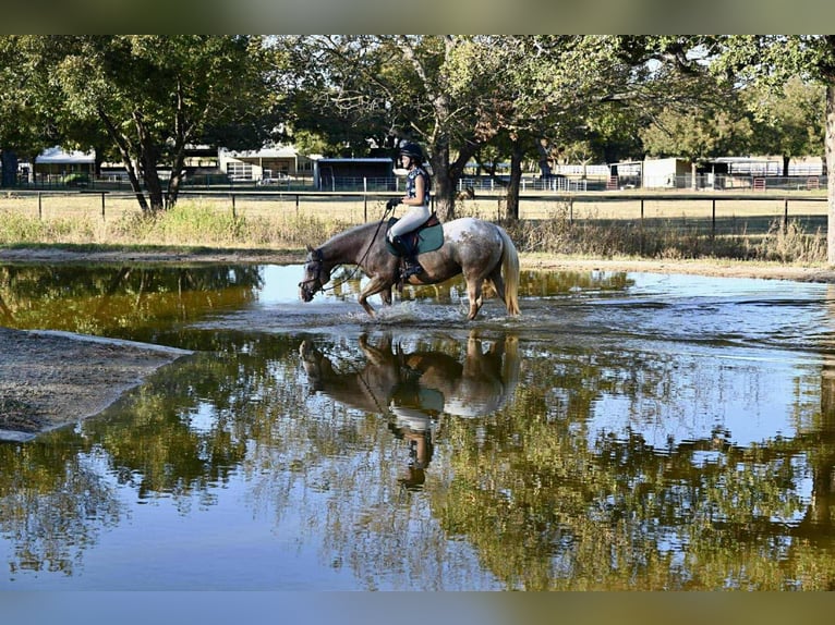 Pony of the Americas Merrie 6 Jaar 142 cm Palomino in Forney