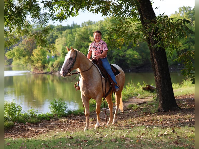 Pony of the Americas Merrie 6 Jaar 142 cm Palomino in Forney