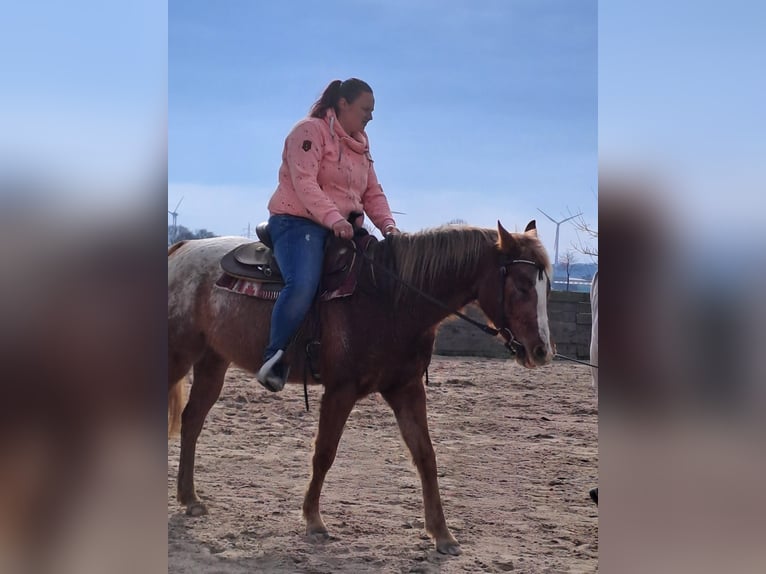 Pony of the Americas Merrie 6 Jaar 147 cm  in Straelen