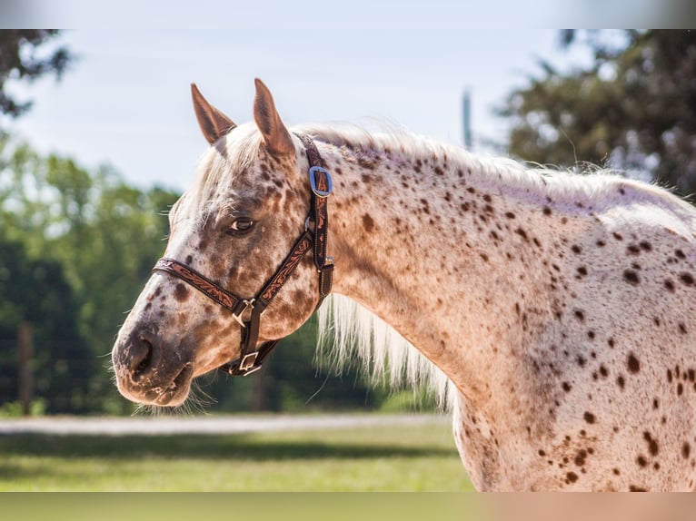 Pony of the Americas Merrie 6 Jaar Donkere-vos in Pittsboro