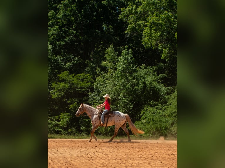 Pony of the Americas Merrie 6 Jaar Donkere-vos in Pittsboro