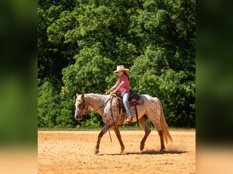 Pony of the Americas Merrie 6 Jaar Donkere-vos in Pittsboro