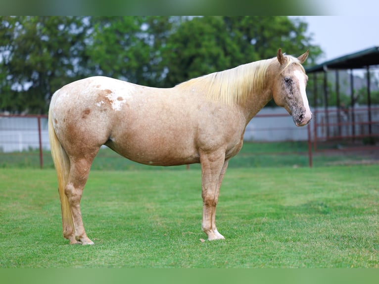 Pony of the Americas Merrie 7 Jaar 142 cm Palomino in Forney