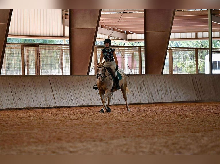 Pony of the Americas Merrie 7 Jaar 142 cm Palomino in Forney