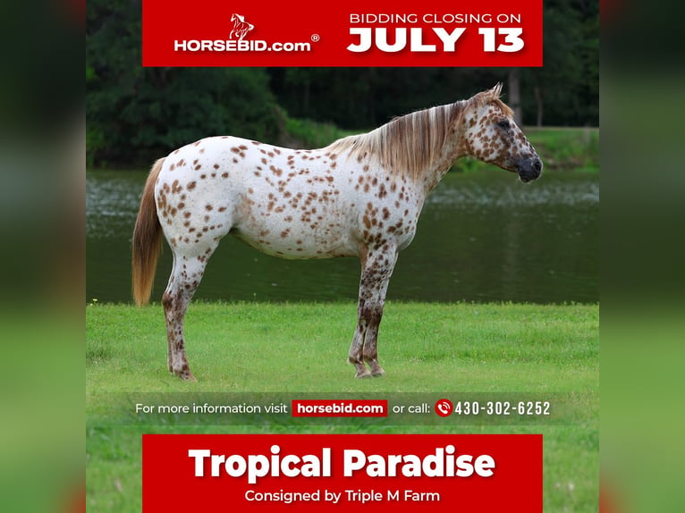 Pony of the Americas Merrie 7 Jaar 142 cm Roodvos in Forney