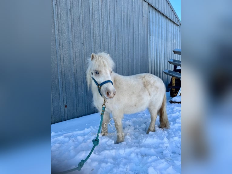 Pony of the Americas Merrie 7 Jaar 99 cm Wit in Republic, MO