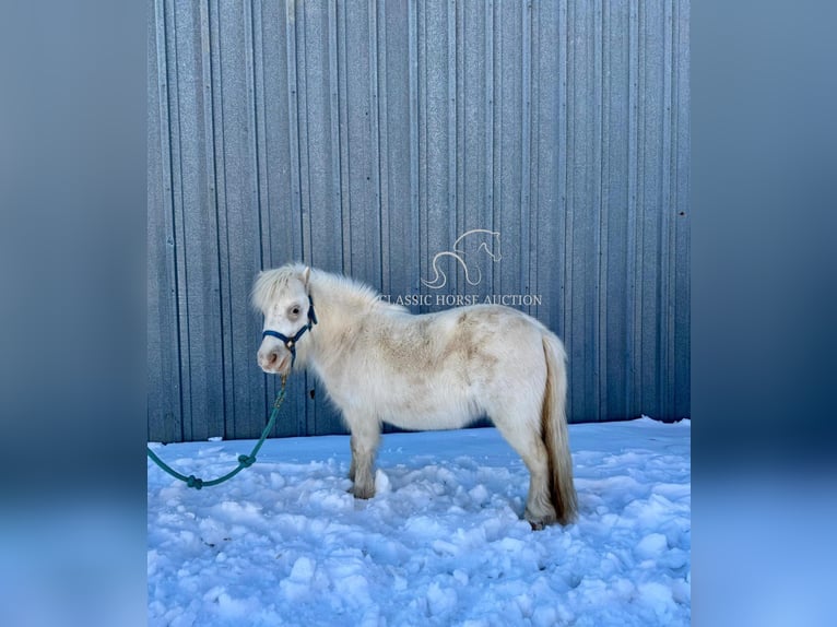 Pony of the Americas Merrie 7 Jaar 99 cm Wit in Republic, MO