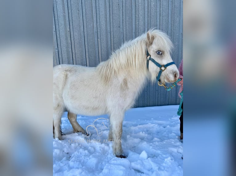 Pony of the Americas Merrie 7 Jaar 99 cm Wit in Republic, MO