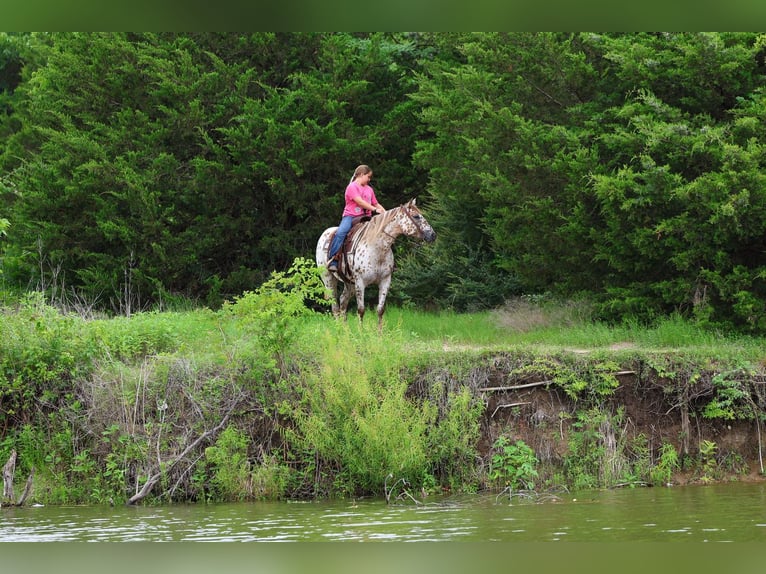 Pony of the Americas Merrie 7 Jaar  in Talty, TX