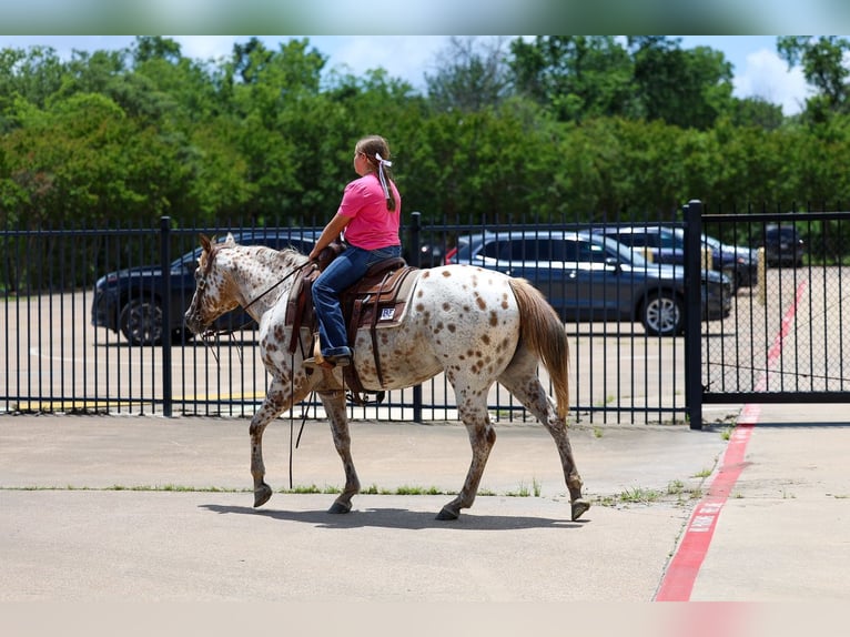 Pony of the Americas Merrie 7 Jaar  in Talty, TX
