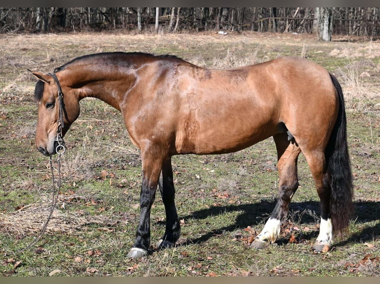 Pony of the Americas Merrie 8 Jaar 137 cm Falbe in Sturgis MI