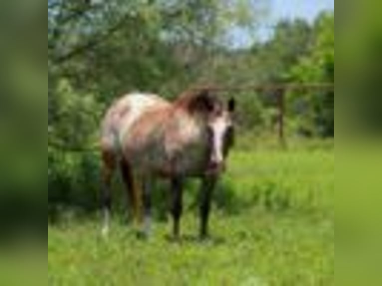 Pony of the Americas Merrie 8 Jaar 137 cm Roodbruin in Stephenville TX