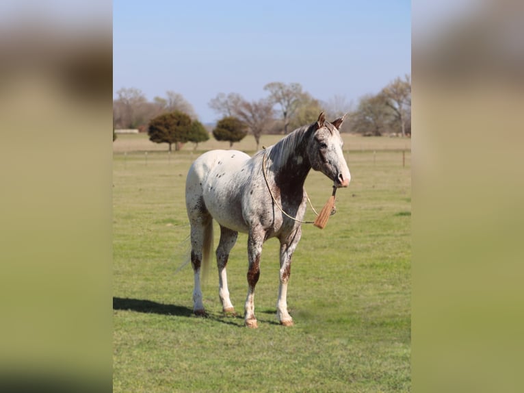 Pony of the Americas Merrie 8 Jaar 145 cm Donkere-vos in Grand Saline
