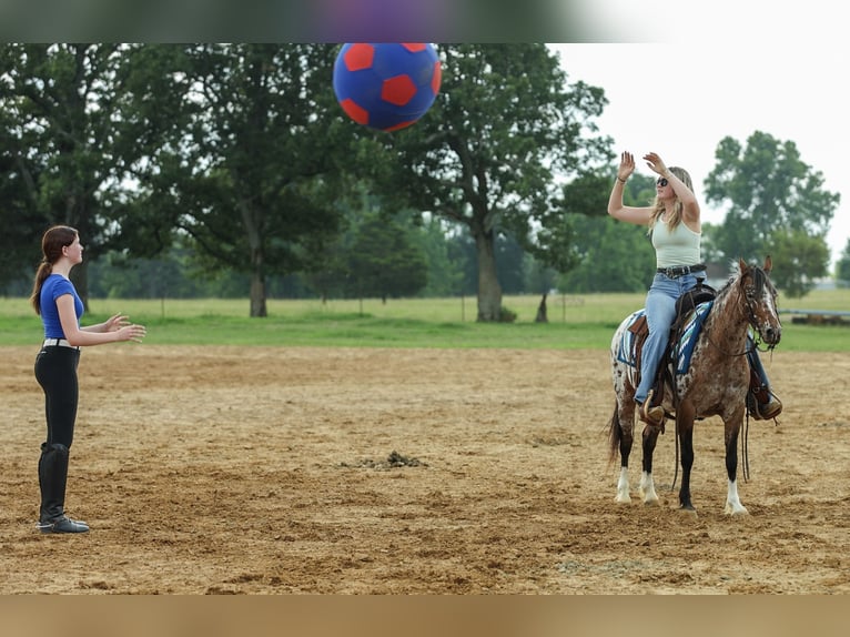 Pony of the Americas Merrie 8 Jaar Donkere-vos in Quitman