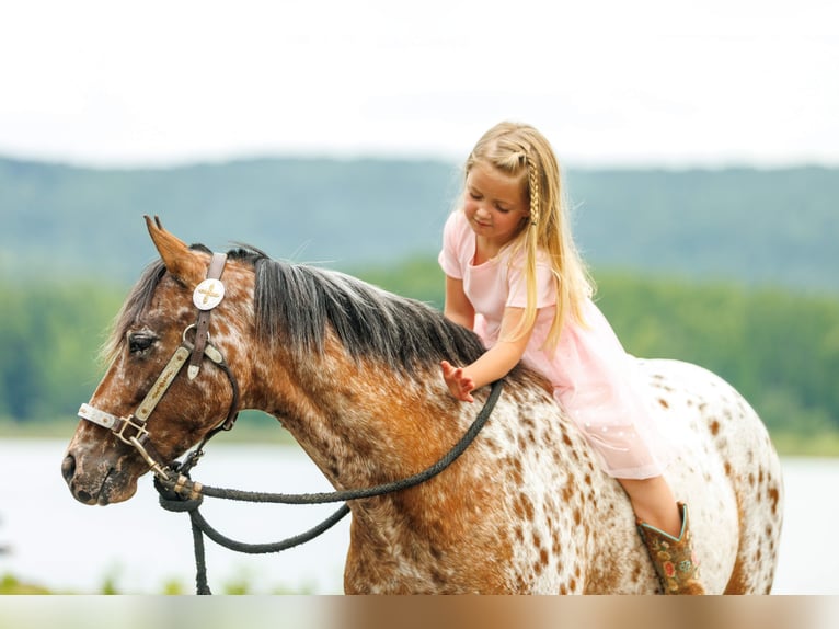 Pony of the Americas Merrie 8 Jaar Donkere-vos in Quitman