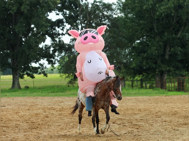 Pony of the Americas Merrie 8 Jaar Donkere-vos in Quitman