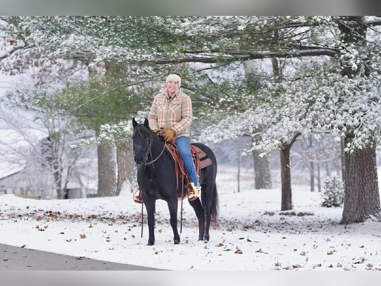 Pony of the Americas Merrie 9 Jaar 135 cm Zwart in Rineyville, KY