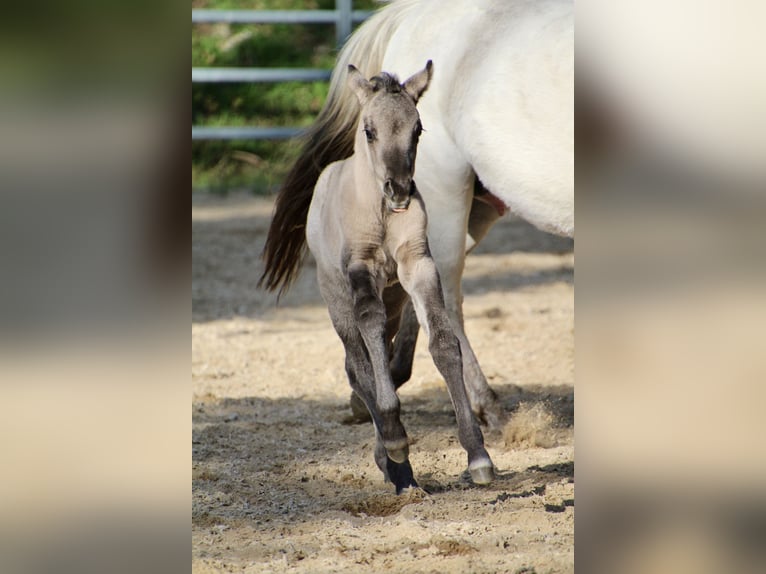 Pony of the Americas Merrie Veulen (01/2026) 145 cm Grullo in Quitzdorf am See