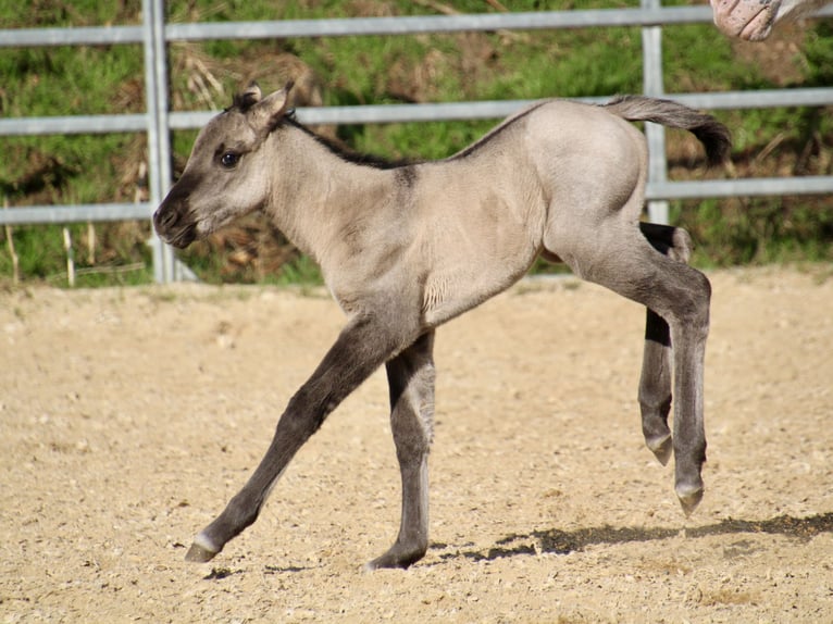 Pony of the Americas Merrie Veulen (01/2026) 145 cm Grullo in Quitzdorf am See