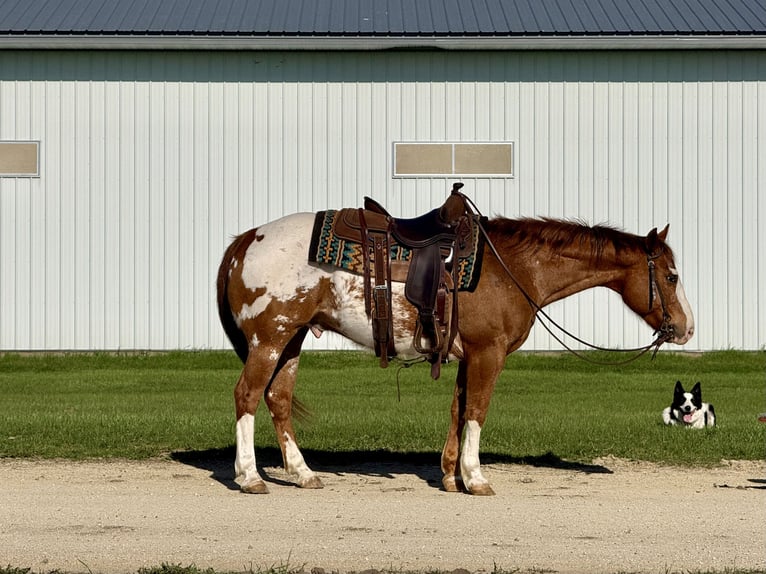 Pony of the Americas Ruin 10 Jaar 142 cm Roodvos in Cannon Falls
