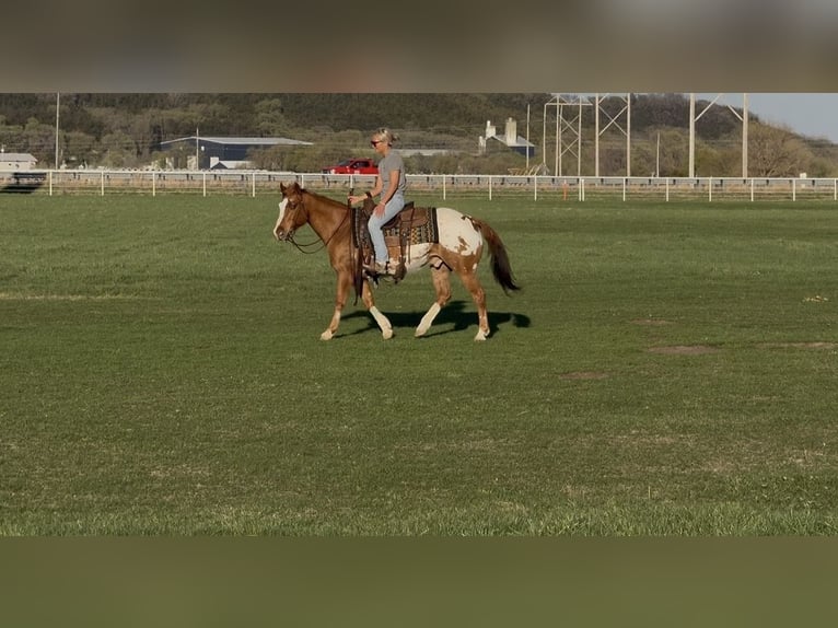 Pony of the Americas Ruin 10 Jaar 142 cm Roodvos in Cannon Falls