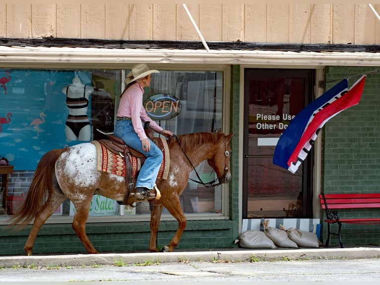 Pony of the Americas Ruin 12 Jaar 140 cm Roan-Red in Quitman AR