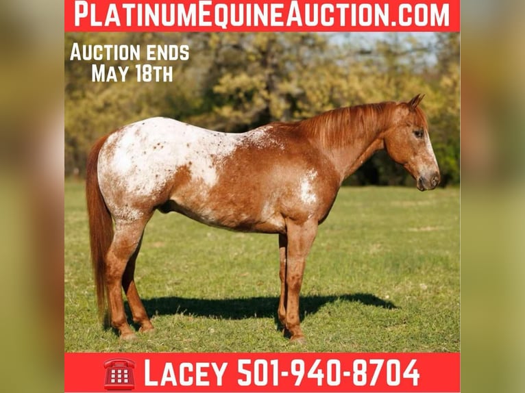 Pony of the Americas Ruin 12 Jaar 140 cm Roan-Red in Quitman AR