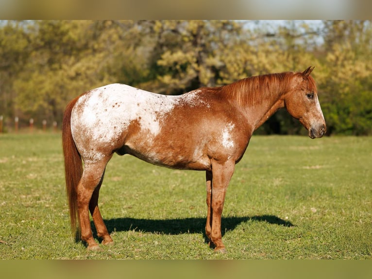 Pony of the Americas Ruin 12 Jaar 140 cm Roan-Red in Quitman AR