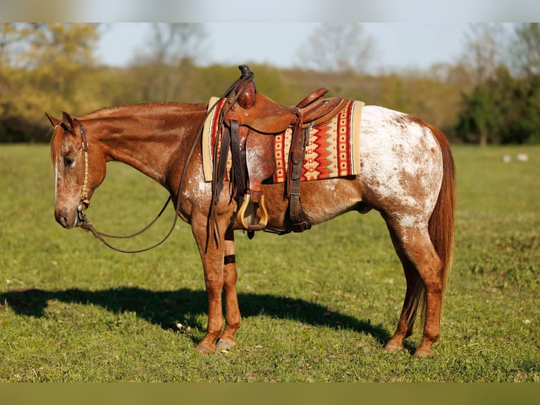 Pony of the Americas Ruin 12 Jaar 140 cm Roan-Red in Quitman AR