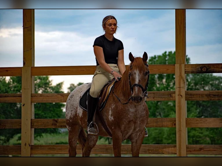 Pony of the Americas Ruin 12 Jaar 140 cm Roan-Red in Quitman AR