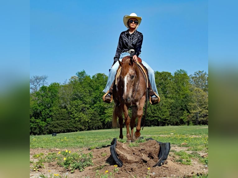 Pony of the Americas Ruin 12 Jaar 140 cm Roan-Red in Quitman AR