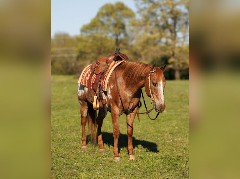 Pony of the Americas Ruin 12 Jaar 140 cm Roan-Red in Quitman AR