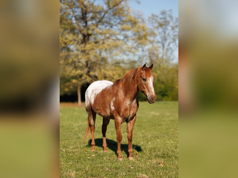Pony of the Americas Ruin 12 Jaar 140 cm Roan-Red in Quitman AR