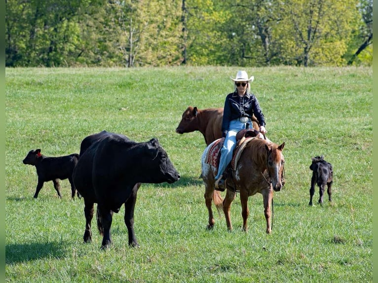 Pony of the Americas Ruin 12 Jaar 140 cm Roan-Red in Quitman AR