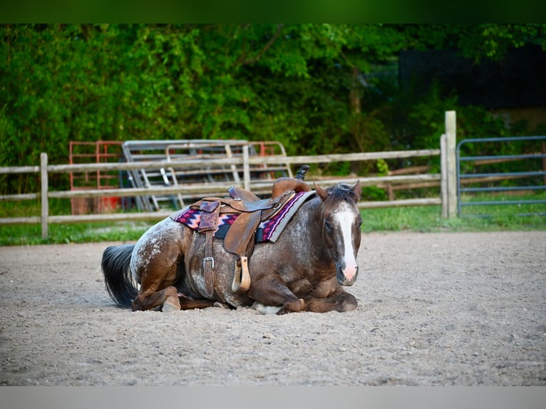 Pony of the Americas Ruin 13 Jaar Donkere-vos in Newfoundland