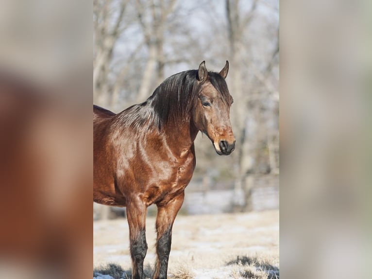 Pony of the Americas Ruin 14 Jaar 142 cm Roodvos in Rineyville