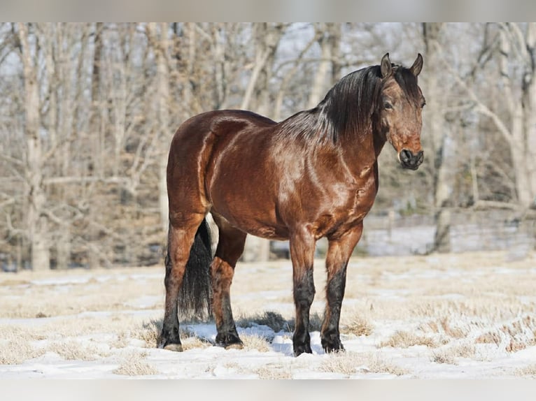 Pony of the Americas Ruin 14 Jaar 142 cm Roodvos in Rineyville