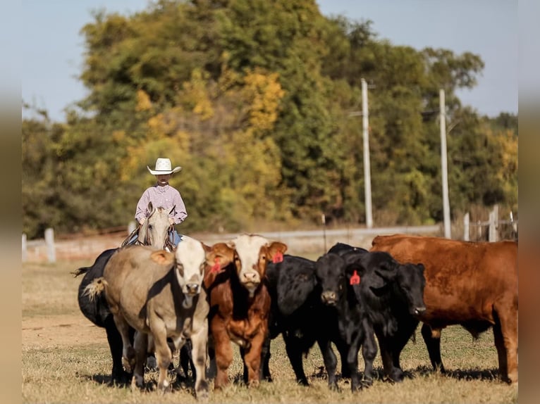 Pony of the Americas Ruin 16 Jaar 124 cm Champagne in Mt Hope AL