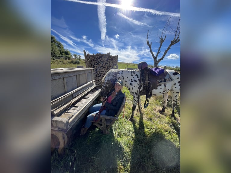 Pony of the Americas Ruin 3 Jaar 142 cm Appaloosa in Schopfheim