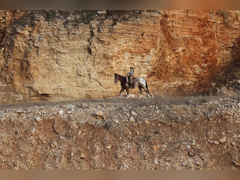 Pony of the Americas Mix Ruin 4 Jaar 145 cm  in Purdy