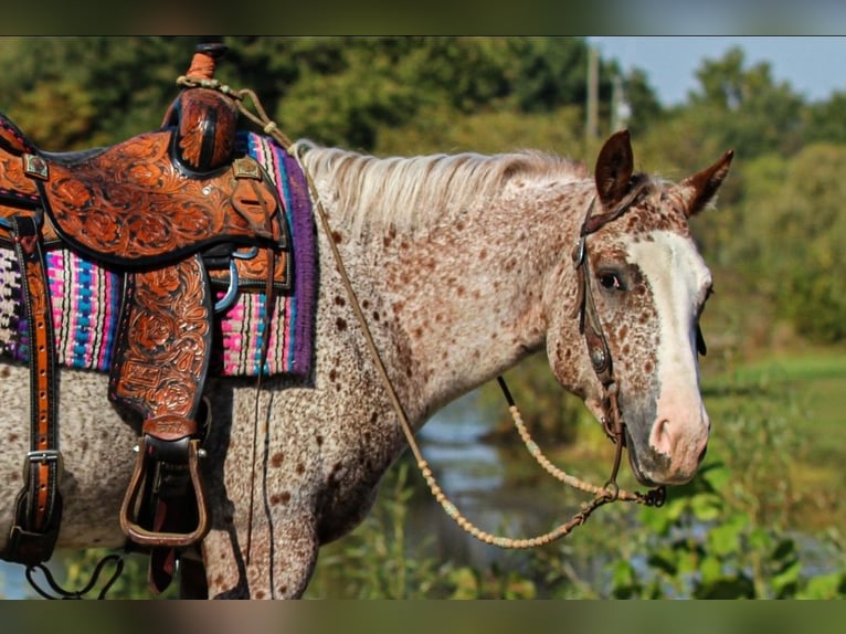 Pony of the Americas Ruin 4 Jaar 147 cm Donkere-vos in Robards