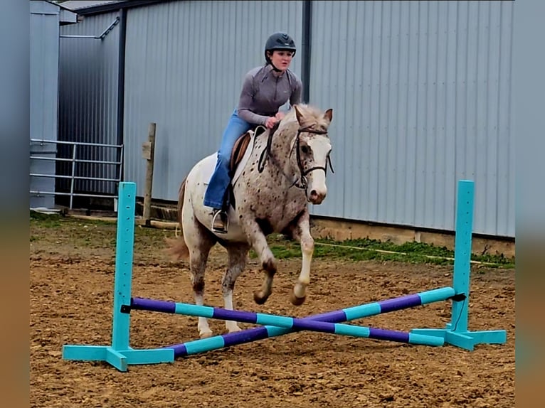 Pony of the Americas Ruin 4 Jaar 147 cm Donkere-vos in Robards