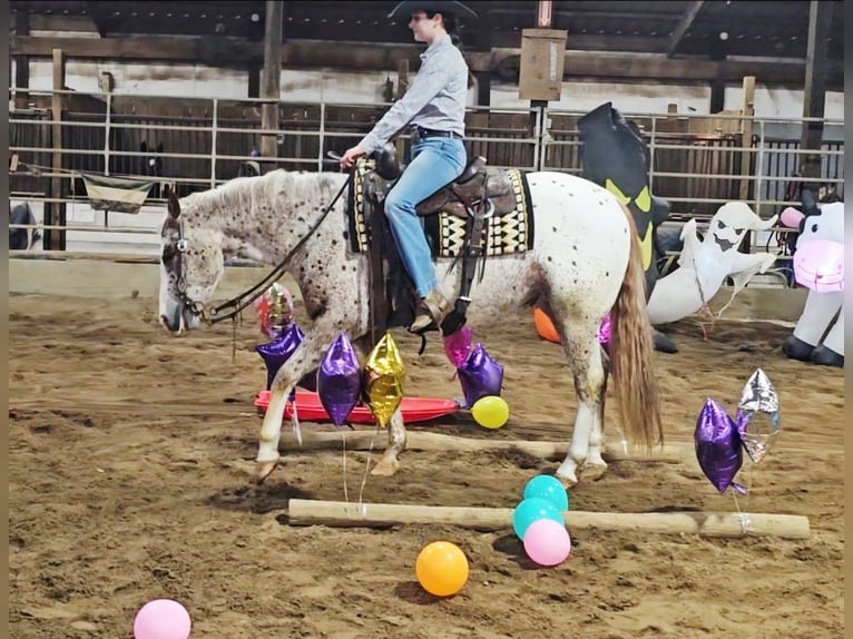 Pony of the Americas Ruin 4 Jaar 147 cm Donkere-vos in Robards