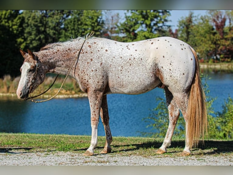 Pony of the Americas Ruin 4 Jaar 147 cm Donkere-vos in Robards