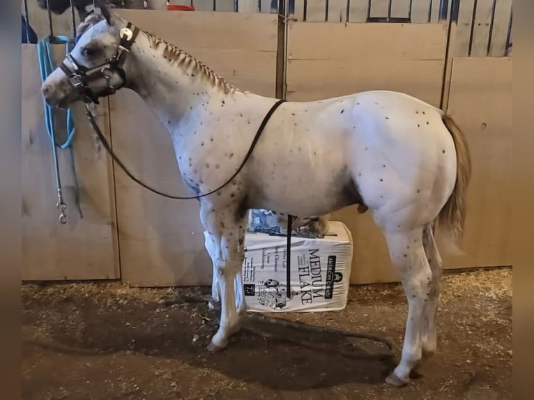 Pony of the Americas Ruin 4 Jaar 147 cm Donkere-vos in Robards