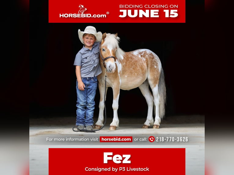 Pony of the Americas Mix Ruin 4 Jaar Gevlekt-paard in Akeley