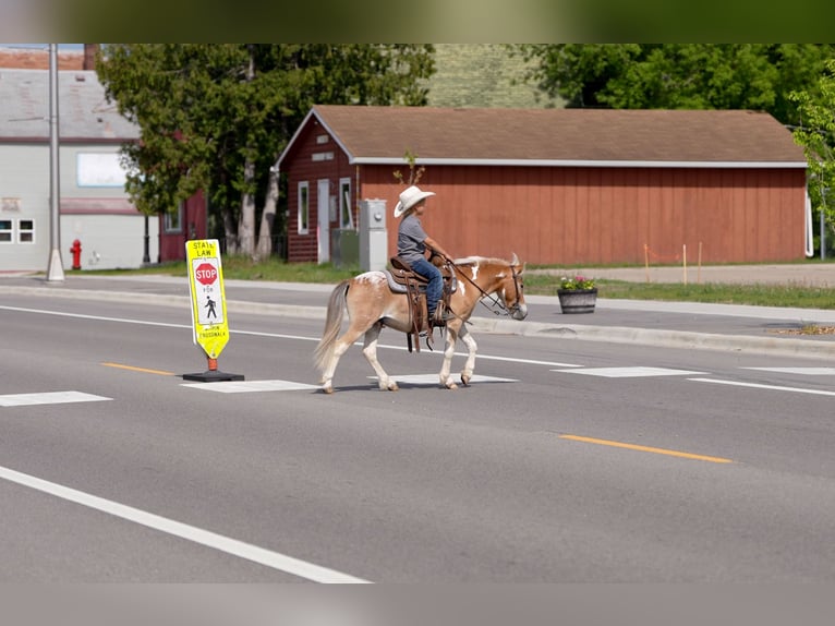 Pony of the Americas Mix Ruin 4 Jaar Gevlekt-paard in Akeley
