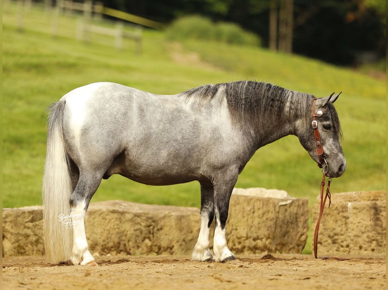 Pony of the Americas Ruin 5 Jaar 114 cm Schimmel in Millersburg