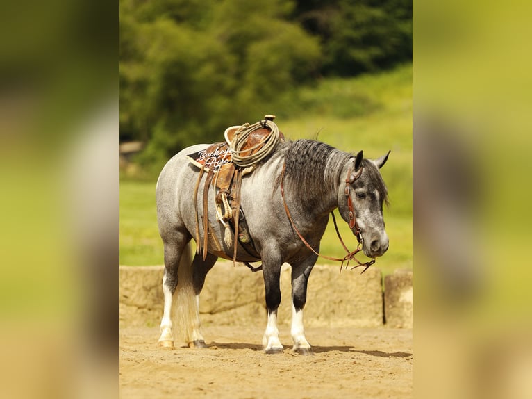 Pony of the Americas Ruin 5 Jaar 114 cm Schimmel in Millersburg